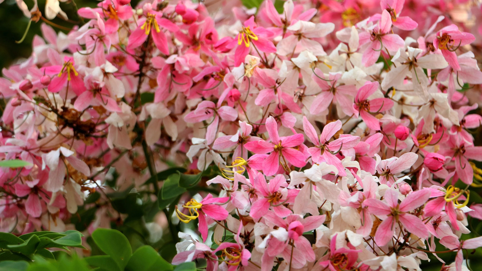 5 PINK SHOWER TREE Cassia Javanica Rainbow Apple Blossom Pink White Yellow Seeds