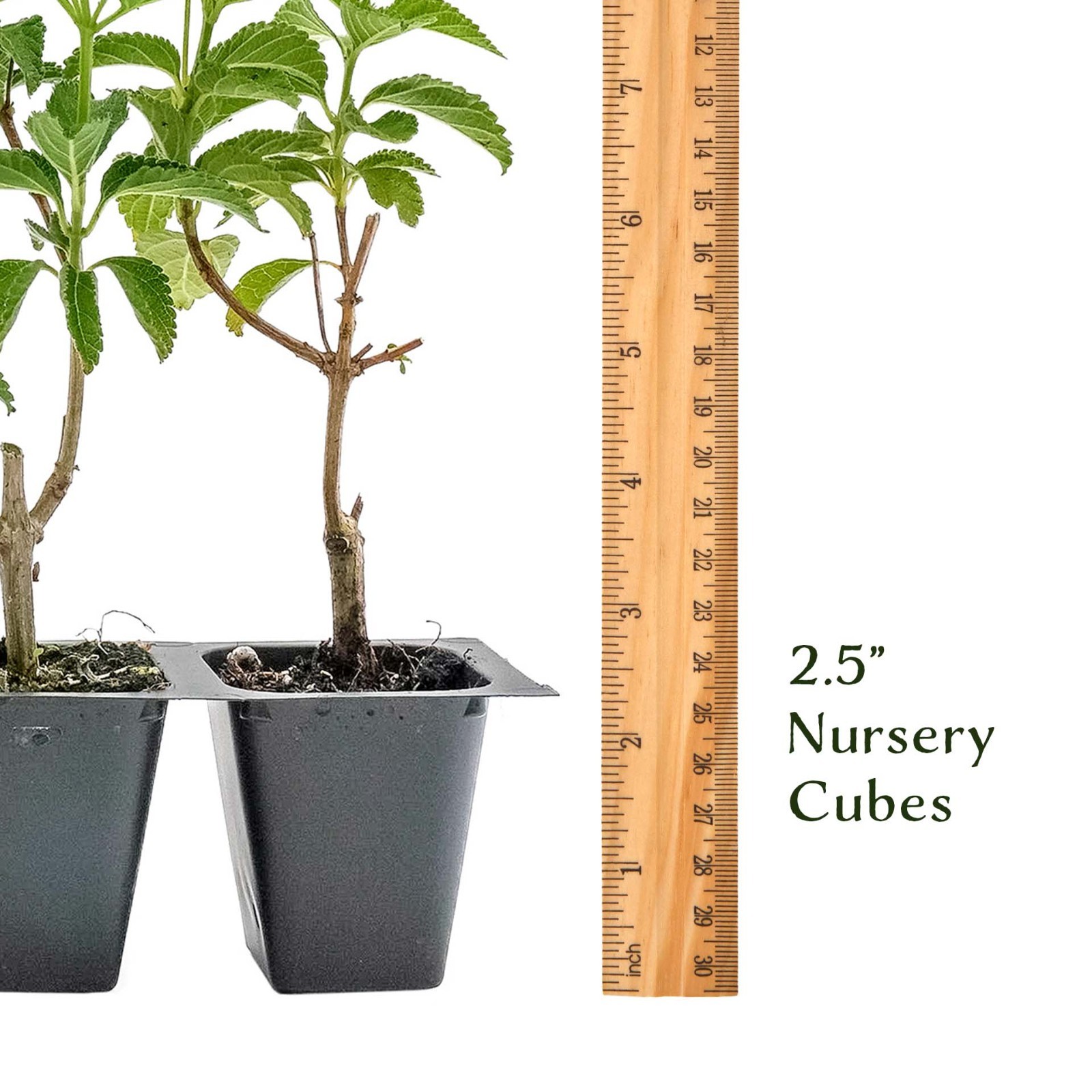Confetti Lantana in 2.5” Nursery Cubes (Lantana camara ‘Confetti’) | Live Plants