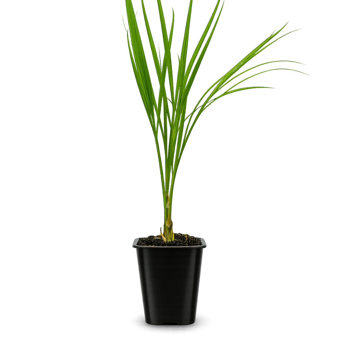 Pygmy Date Palm, 2.5 Inch Pot, Tropical Indoor Starter Plant