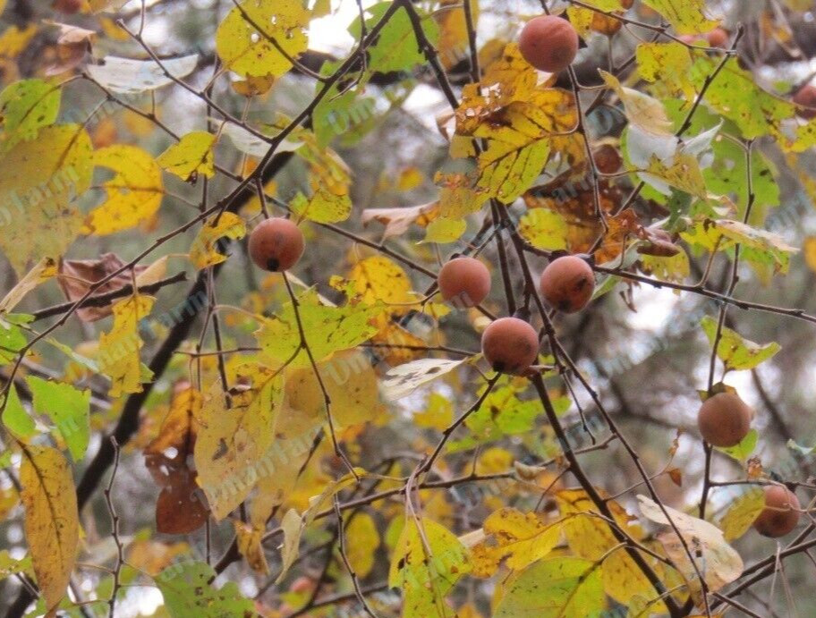 Persimmon Tree American Native Fast Growing Seedlings 12″-24″ JUMBO (Live Plant)
