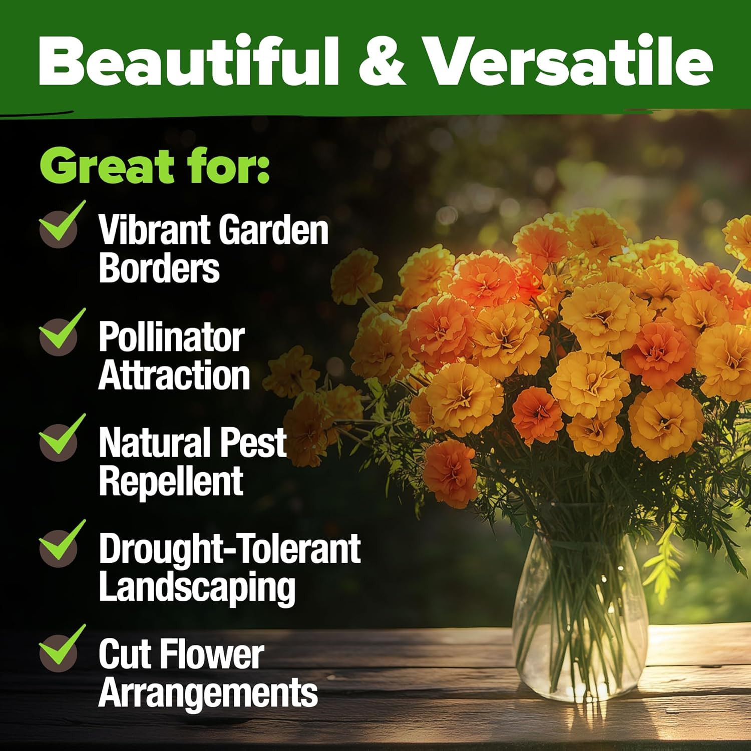 HOME GROWN Marigold Seeds Bulk Mix – 5600+ Crackerjack Marigold Flower Seeds