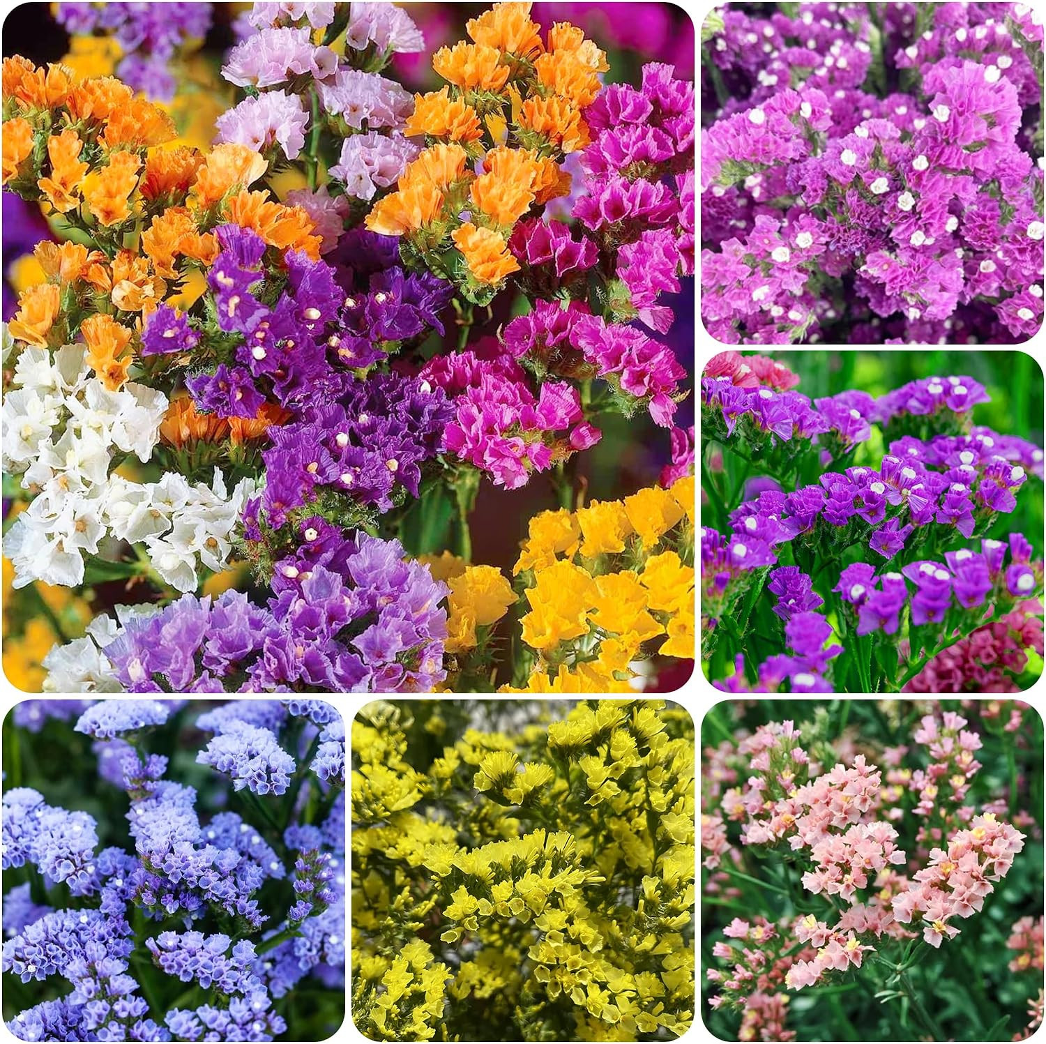 1000+ Perennial Limonium Statice Flower Seeds for Planting Non-Gmo Heirloom