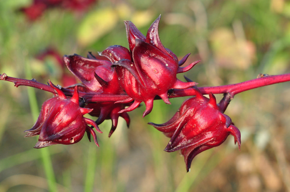 Hibiscus acetosella rare cranberry False roselle medicinal Edible plant 15 seeds