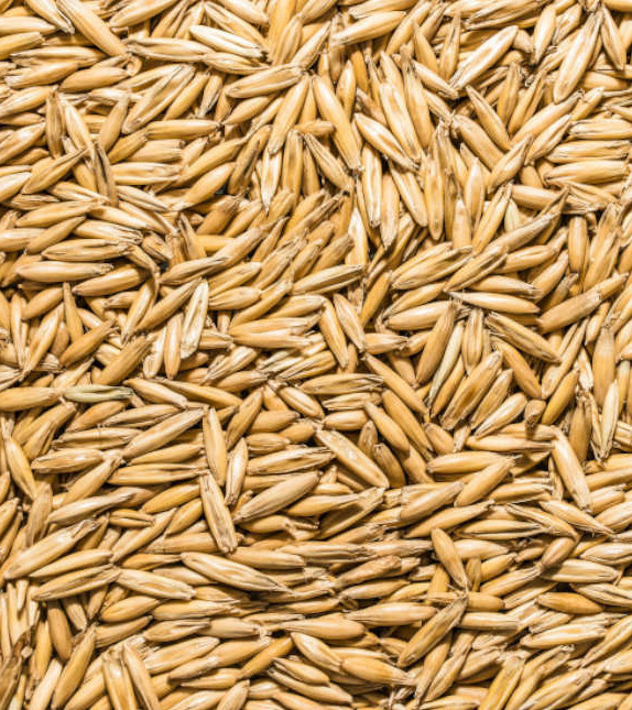 Cat Pet Grass Oat Seed w/ Hull Deer Turkey Food Plots Wildlife Seeds Microgreens