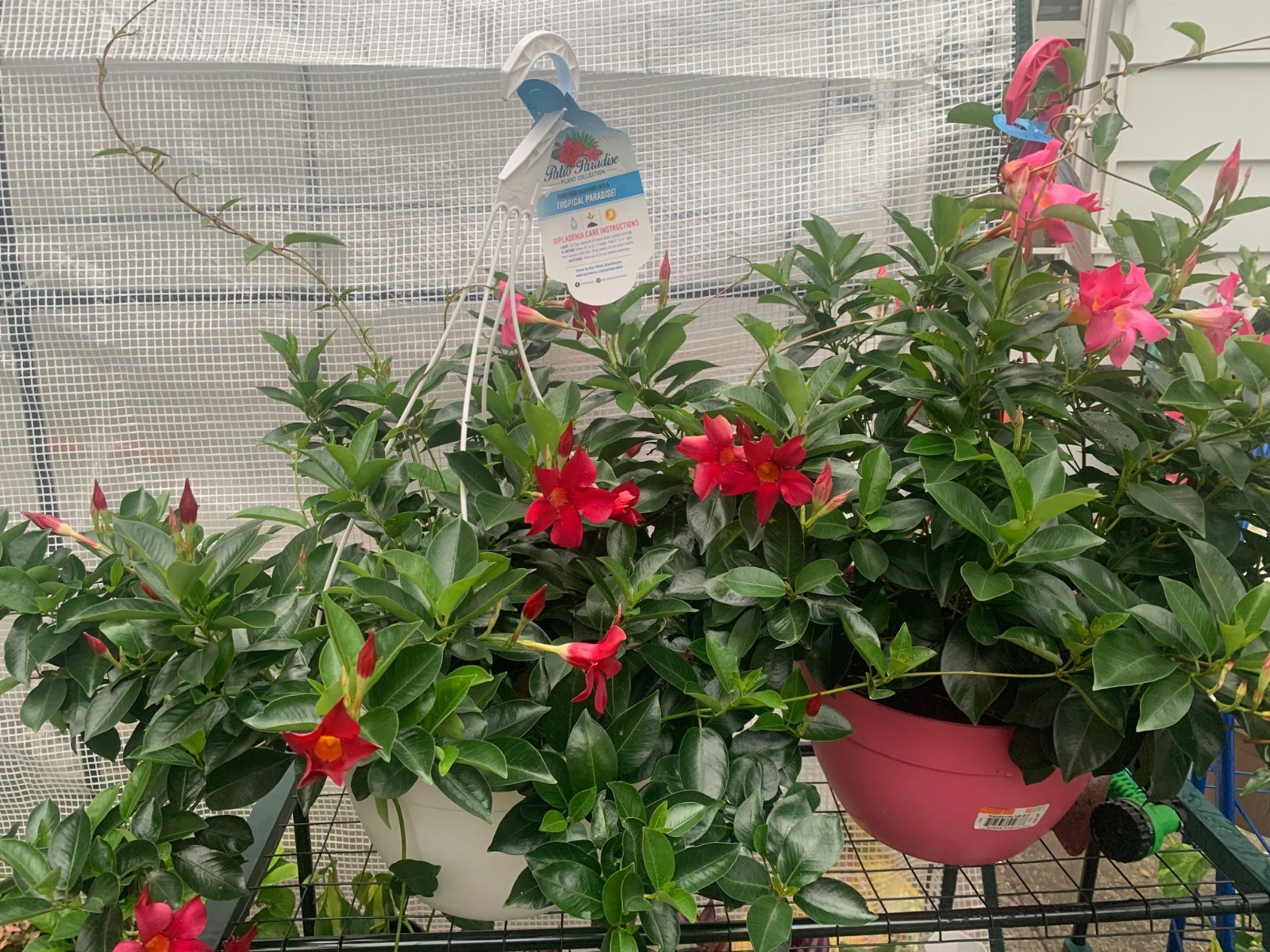 Rooted Pink Mandevilla beautiful color for balcony home decoration basket