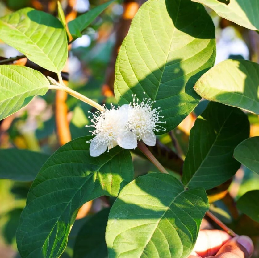 Set 2 White Guava Live Starter Trees – 6-10in Tall – 4in Pot – Guava Fruit