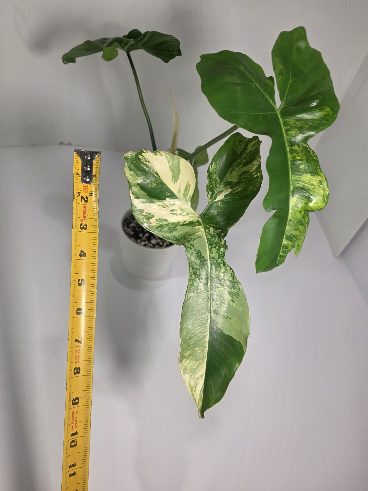 Philodendron Jennifer (Florida Beauty x Billietiae) – 4 inch pot, 4 leaf