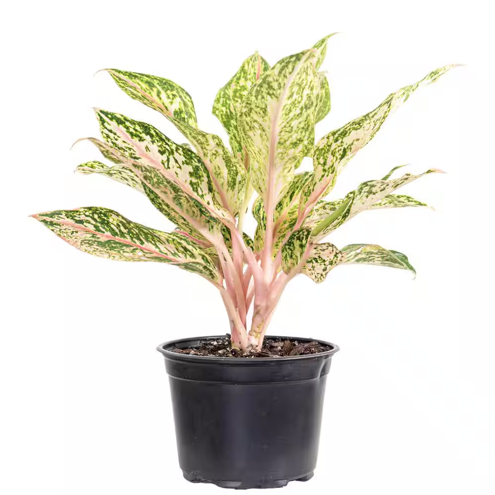 Aglaonema Sparkling Sarah Live Indoor Outdoor Houseplant in 6 Inch Grower Pot