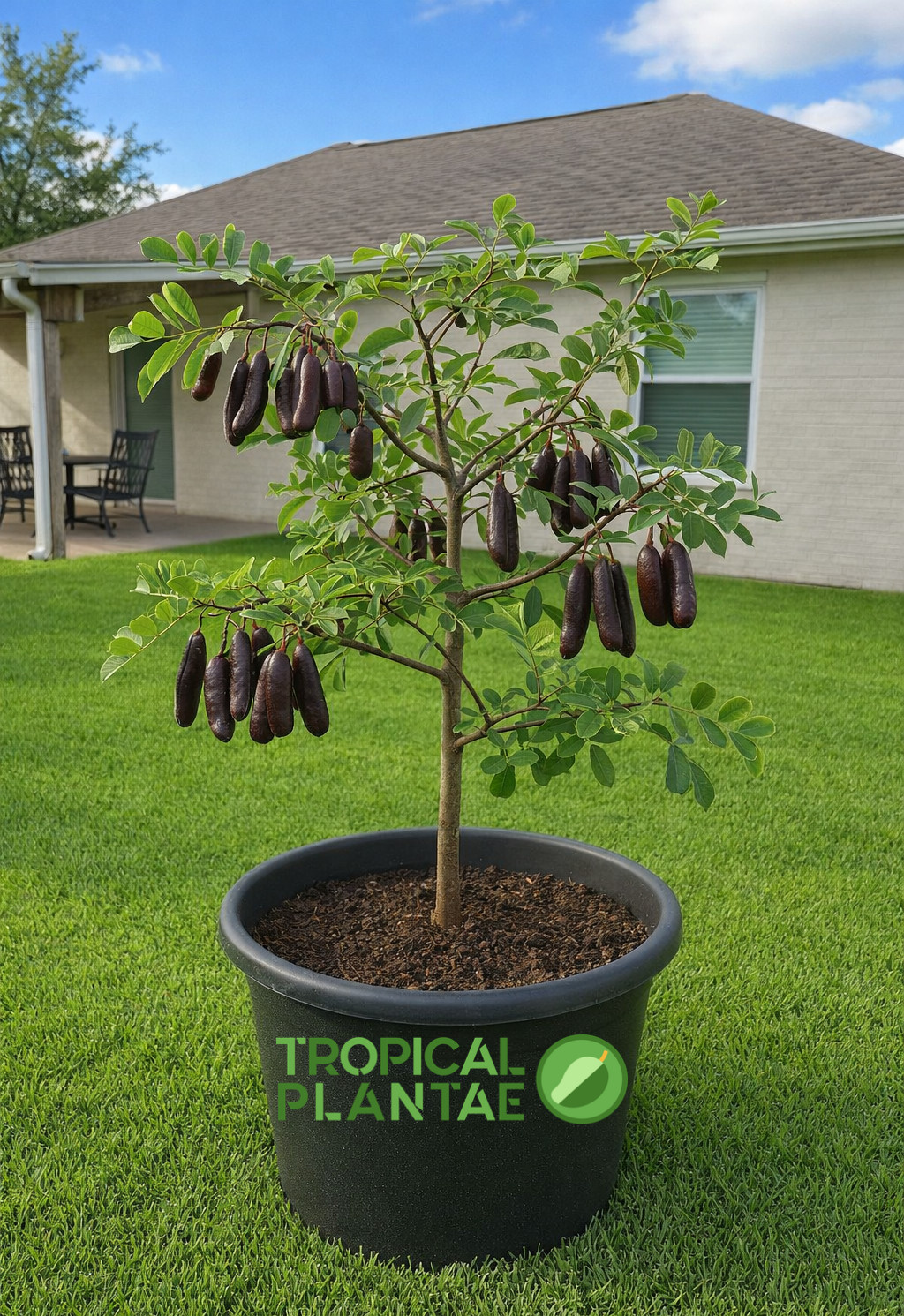 Carob Tree (Ceratonia siliqua) – Live Mediterranean Fruit Tree – Hardy