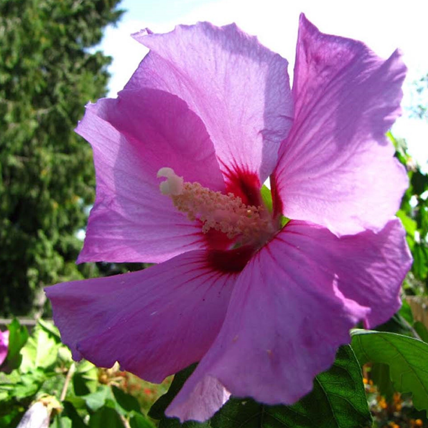 Hibiscus Minerva Rose of Sharon Flower 10 – 200 Seeds Beautiful Pink Shades