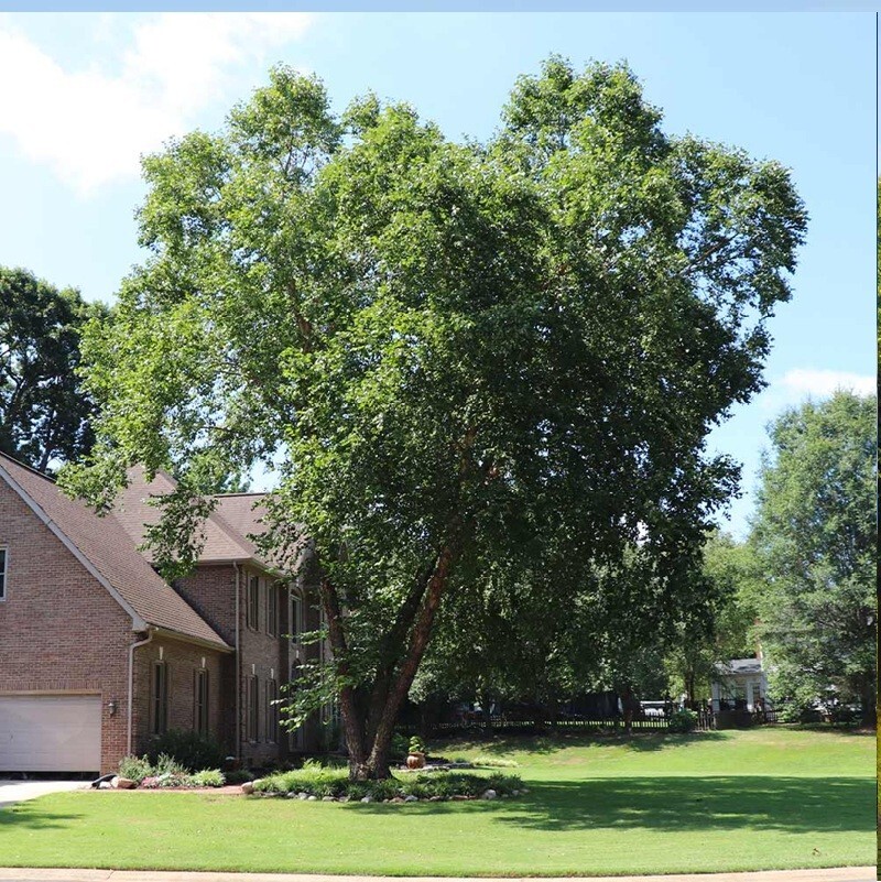 River Birch Tree Seeds Black Birch Betula Nigra Plant Fast Hardy Fall Color