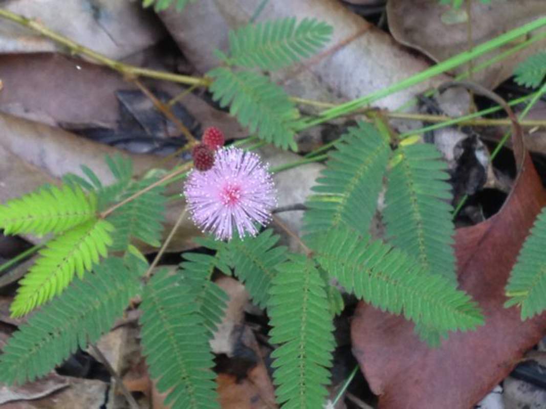 1-1000 PCS Shameplant Tree Seeds Sensitive Sleeping Mimosa Pudica Purple 0149