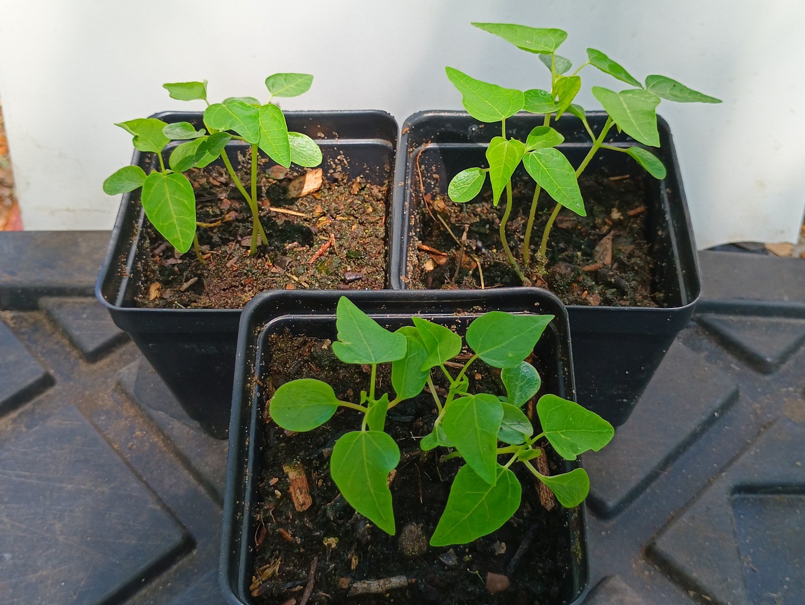 Red Lady Dwarf Papaya Starts BUY4 GET2 FREE 6″+ Organically Grown From Florida