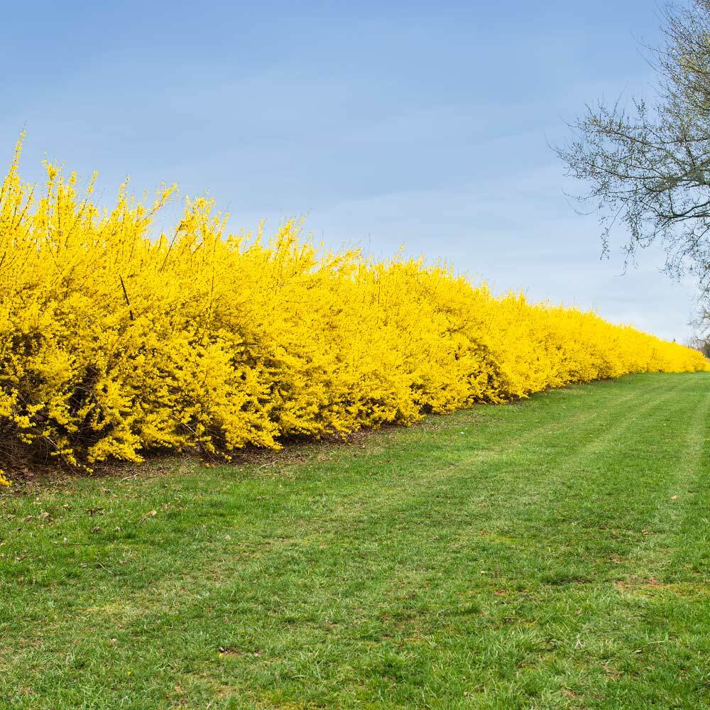 Lynwood Gold Forsythia Shrub Plant Live Flowering Fast Growing 3 Gal Pot 10 Pack