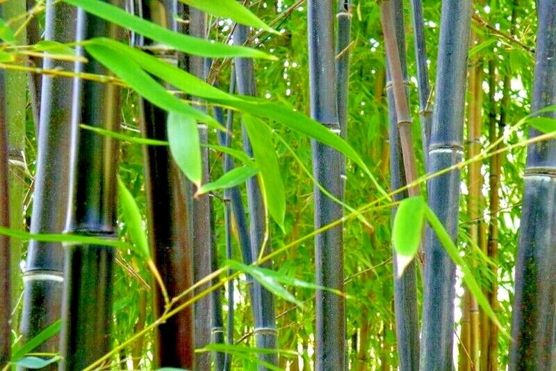 10 PURPLE TIMOR BAMBOO SEEDS – Bambusa lako