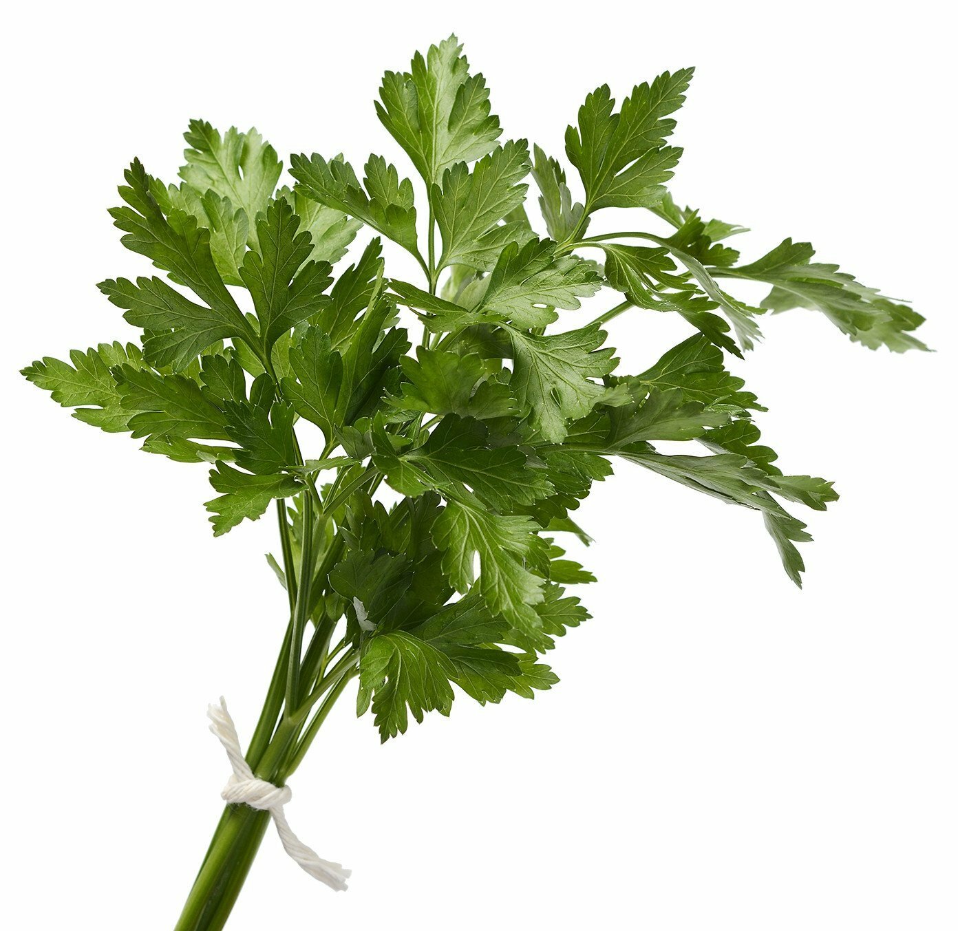 Organic Italian Parsley – Petroselinum crispum