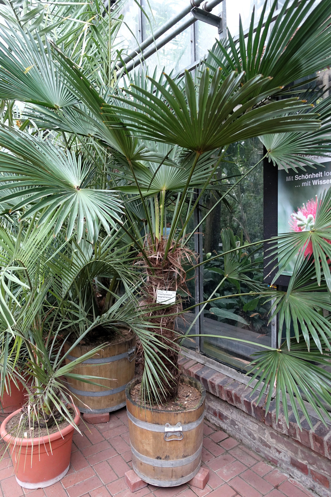 10 WAGNER WINDMILL PALM Trachycarpus Fortunei Wagnerianus Tree Houseplant Seeds