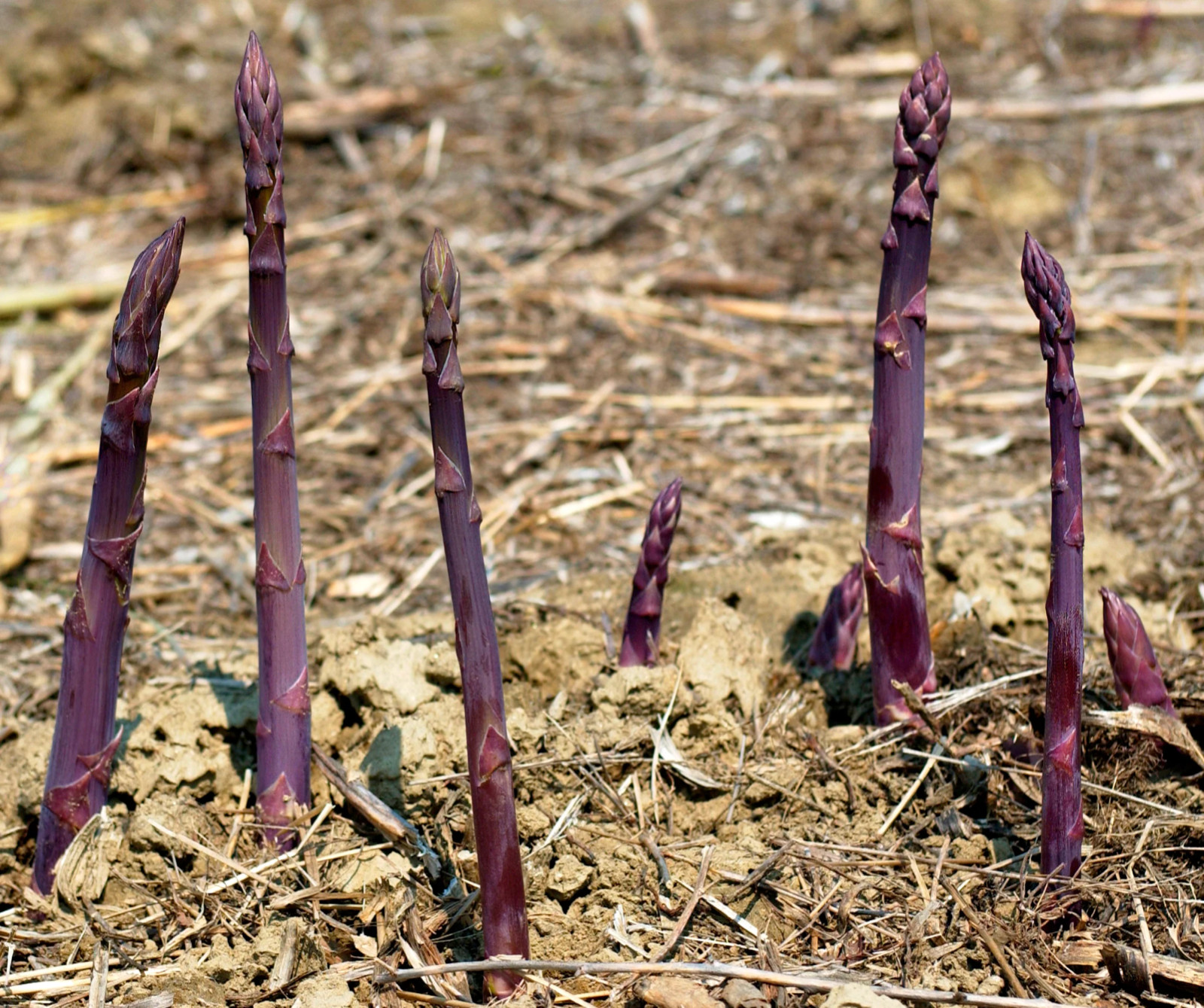 20 Purple Passion Asparagus Roots – Asparagus officinalis – Bare Roots