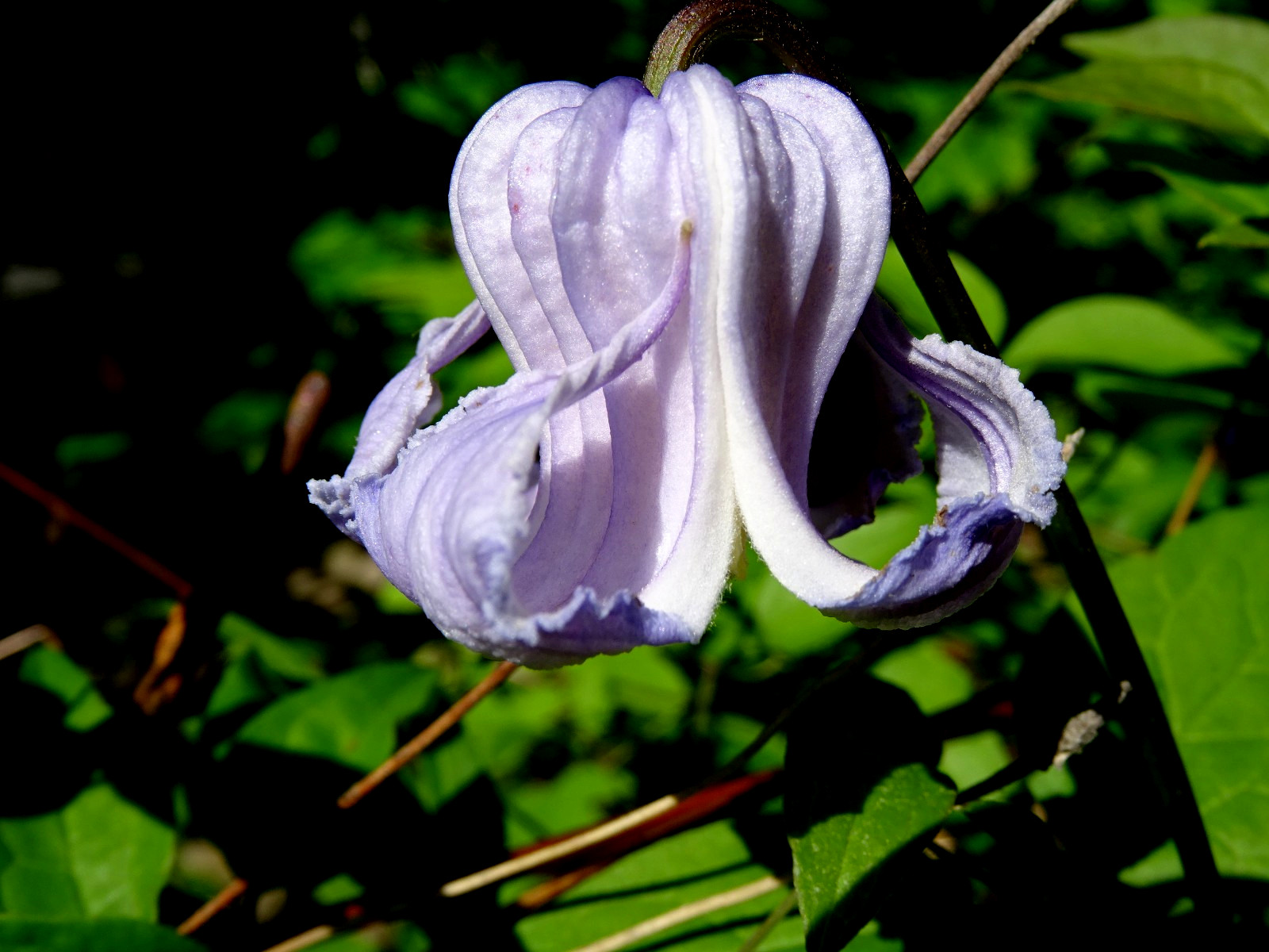 Clematis crispa Blue Jasmine 10 seeds from 2023 Native perennial vine organic