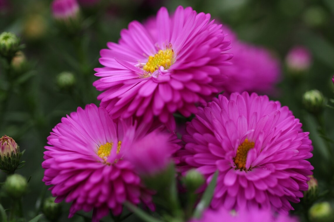 250+ Powder Puff Aster Seeds – Rainbow Mix – Chrysanthemum – Fresh Cut Flowers