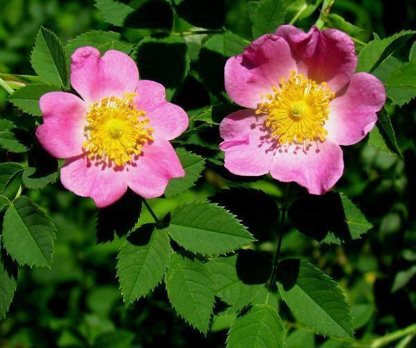 Rosa carolina | Pasture Rose | Carolina Rose | Wild Rose | Sand Rose | 10 Seeds