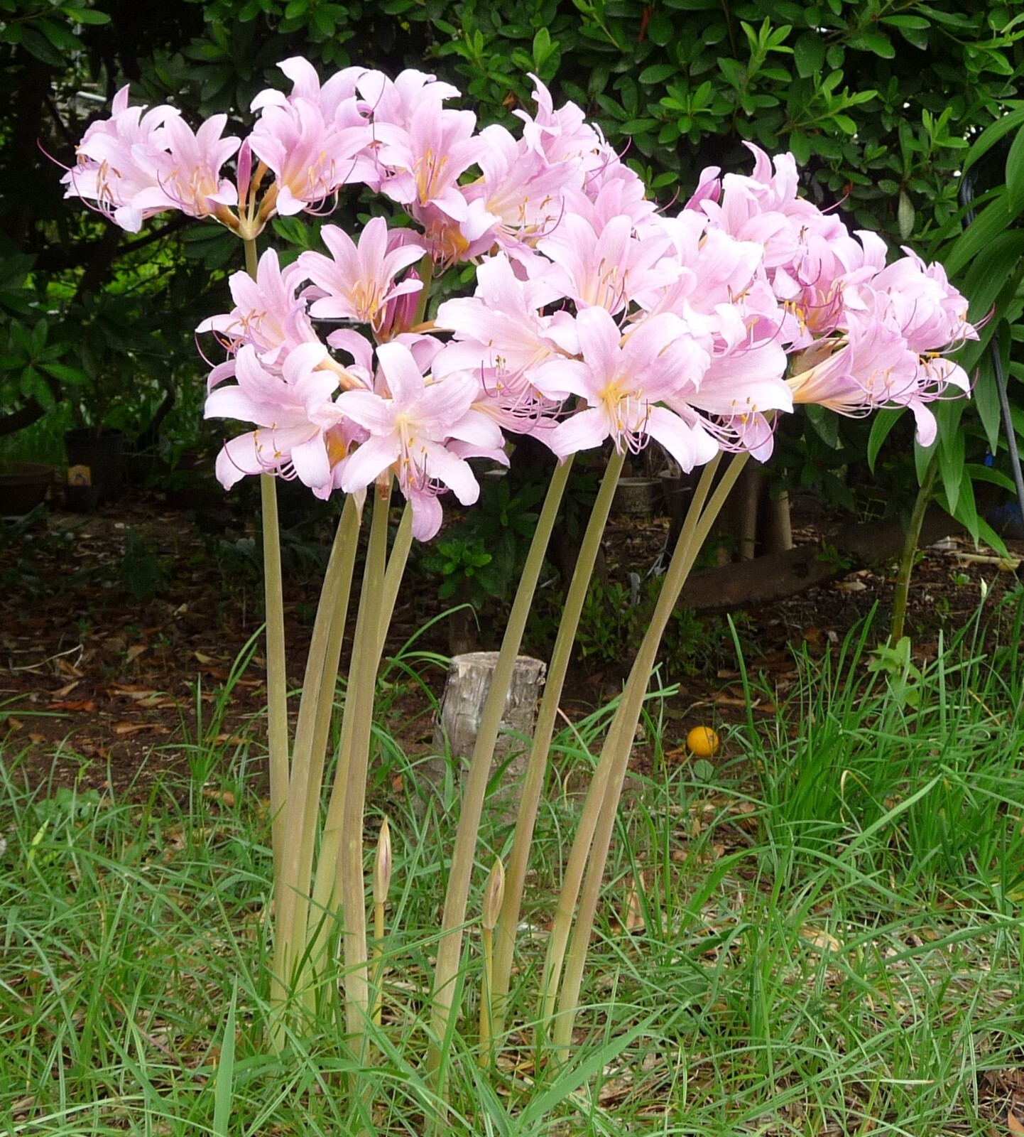5 Large/Mature Bulbs Lycoris Squamigera Resurrection Lily Naked Ladies Jersey