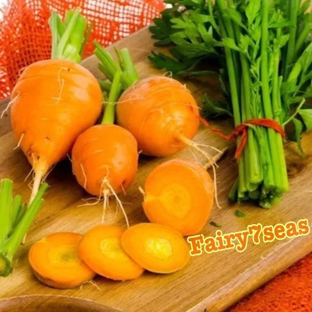 Parisian Carrot Seeds – Daucus Carota – Orange Skin and Flesh