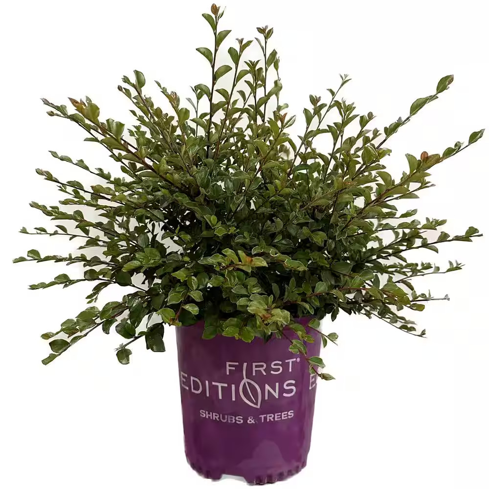 2 Gal. Autumn Inferno Cotoneaster Live Shrub with Fiery Red Foliage