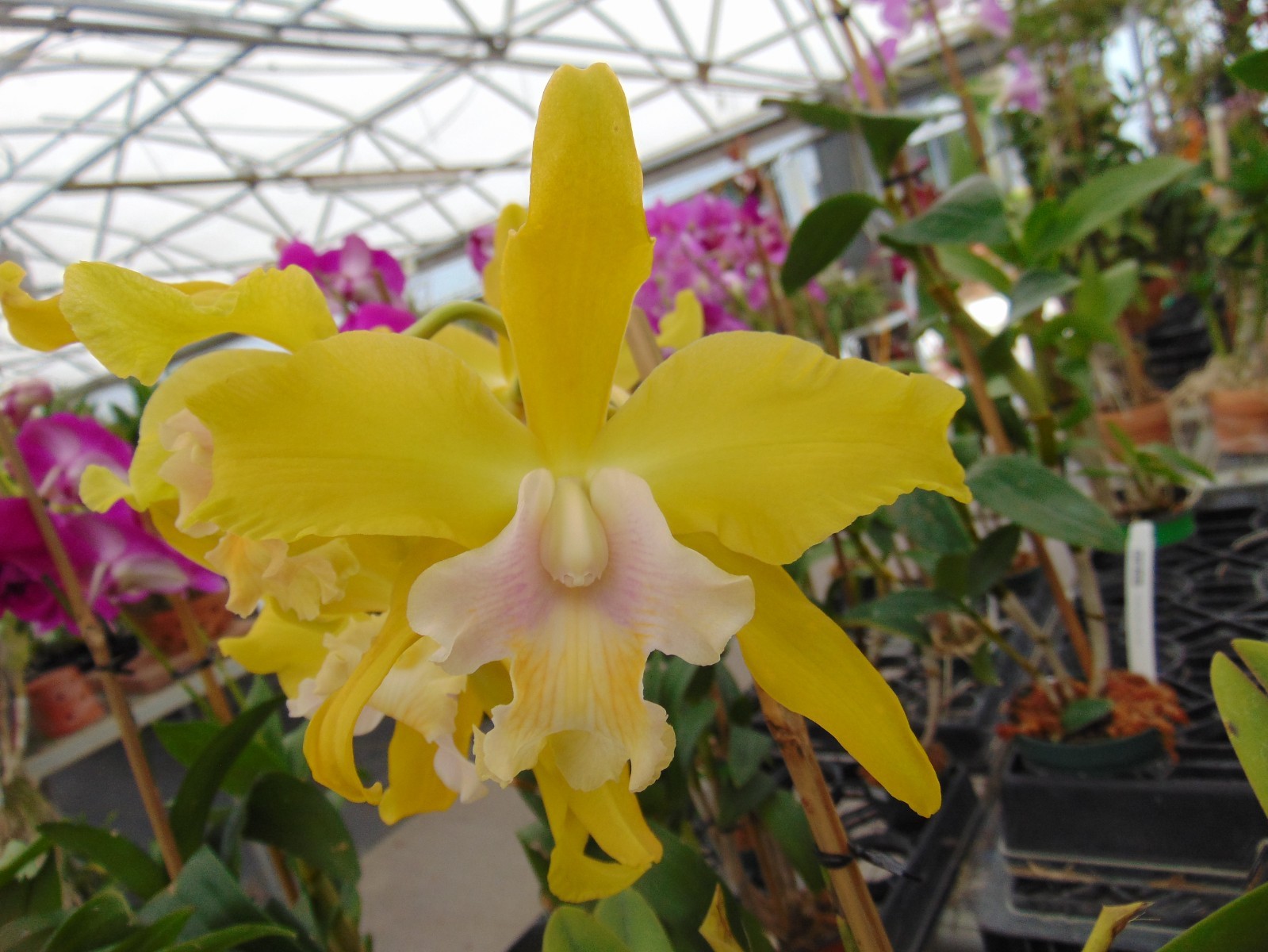 Ryc. Claudia’s Lemonade Bloom size 6″ pot LARGE PLANT
