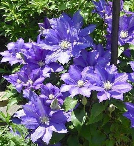 1 H.F Young Clematis Vine Live Starter Plant RootsOnly Huge Wedgewood Blue Bloom