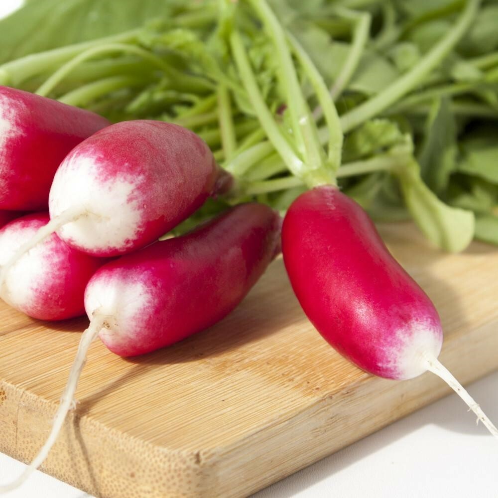 French Breakfast Radish Seeds | Raphanus Red Pink White Long Radishes Seed 2024