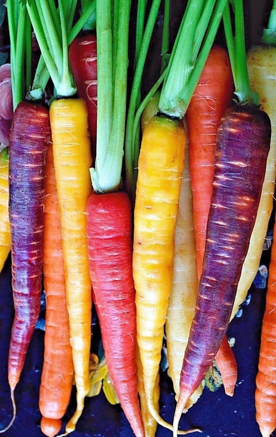 Salad Lover’s Collection | Seeds