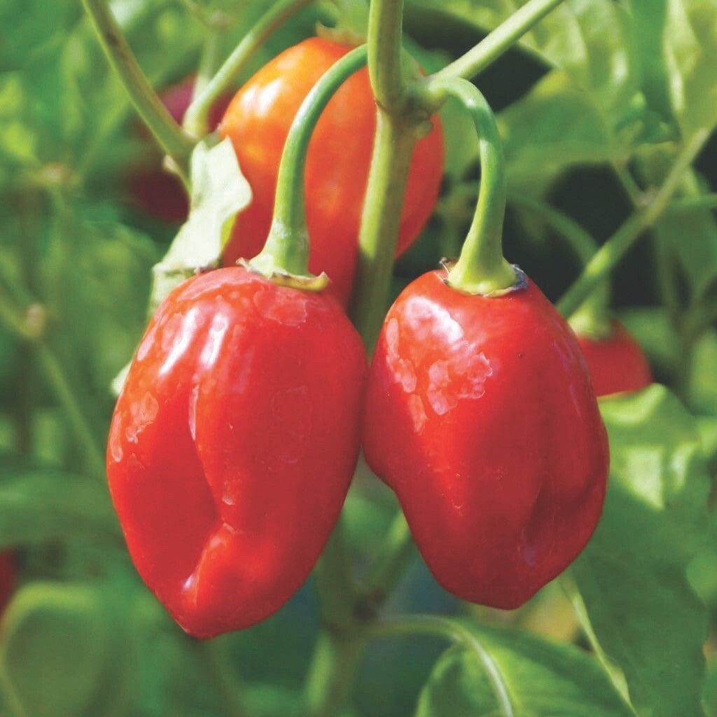 (20) Caribbean Red Habanero Hot Pepper Seeds plants