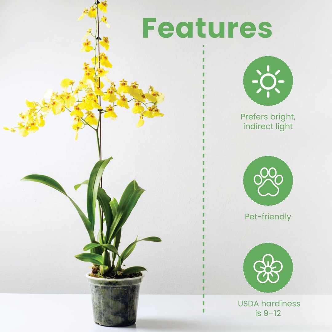 American Plant Exchange Live Oncidium Orchid Plant Colorful Flowers Dancing