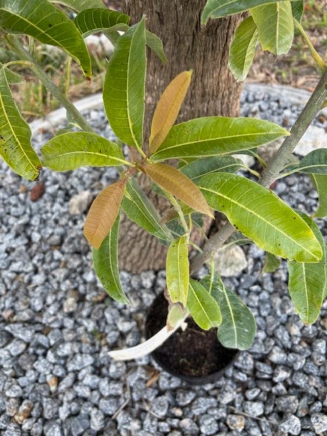 14 MO CARRIE MANGO TREE GRAFTED (MANGIFERA INDICA)