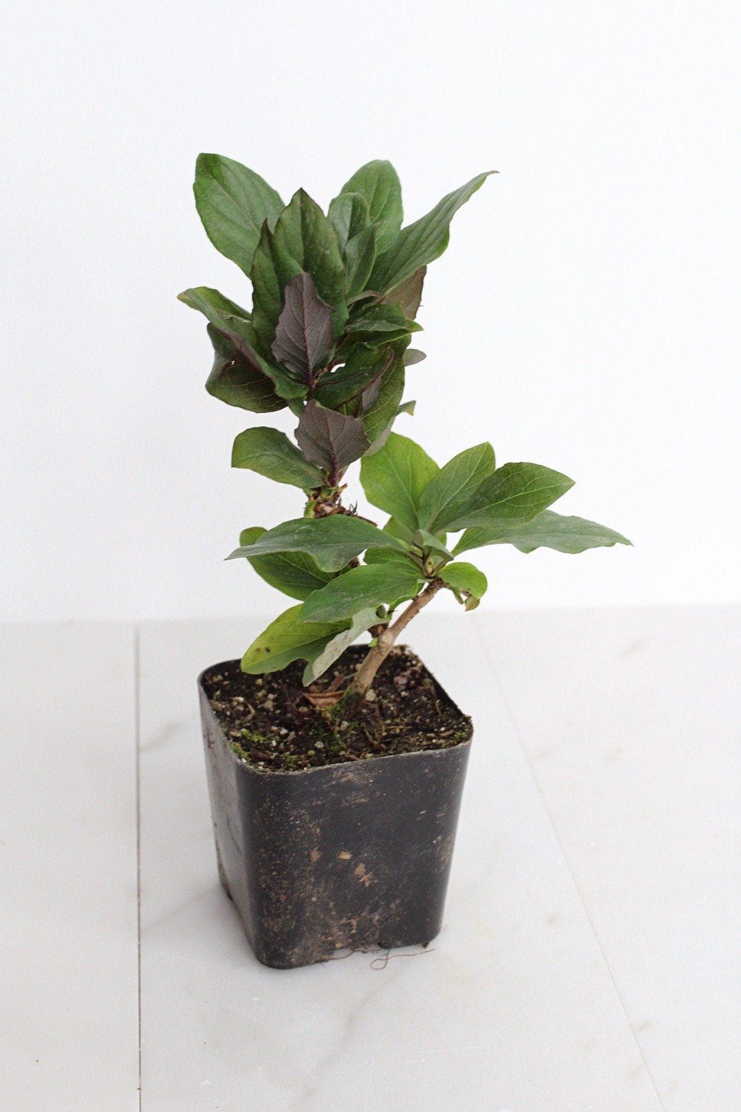 Purple Honeysuckle Vine, 2 Inch Pot, Hardy Climbing Garden Plant, Fast Growing