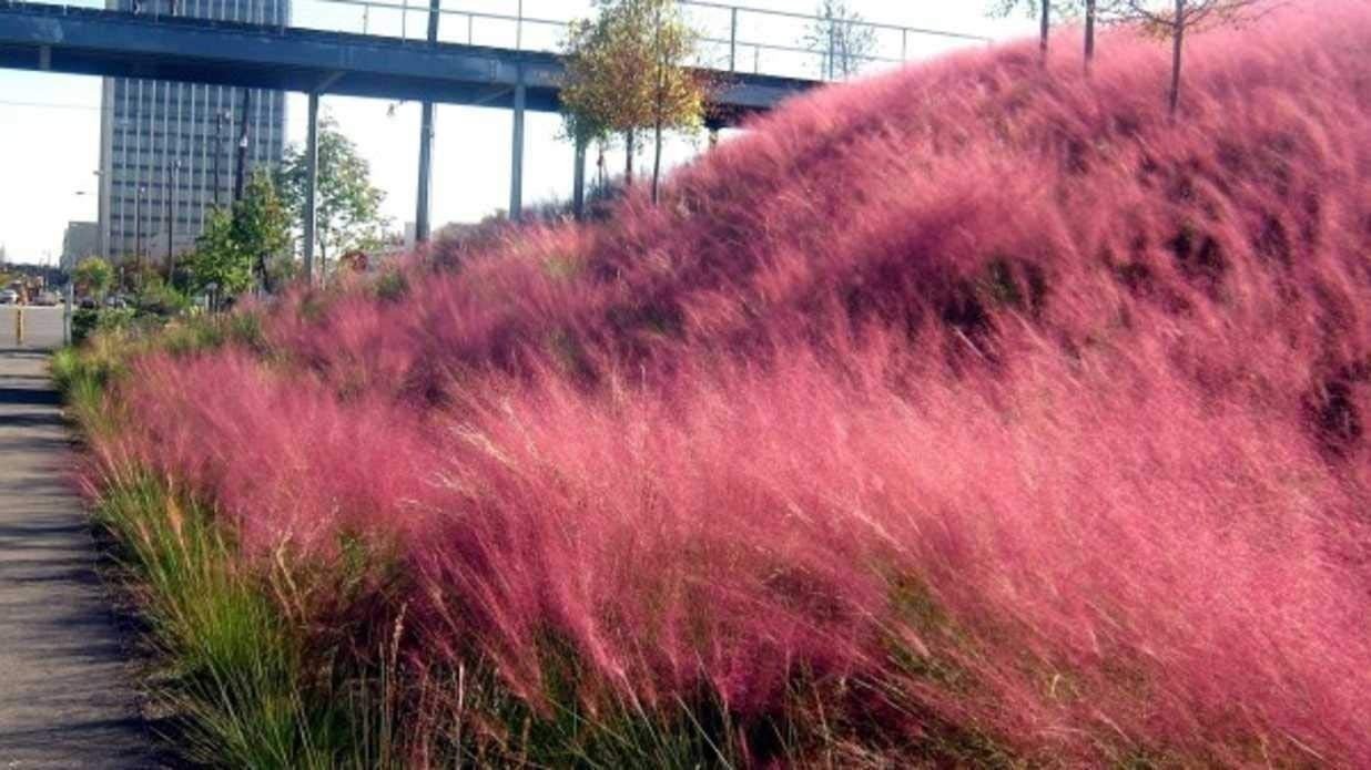 Muhly Grass | 3 Large Gallon Size Plants | Muhlenbergia capillaris | Ornamental