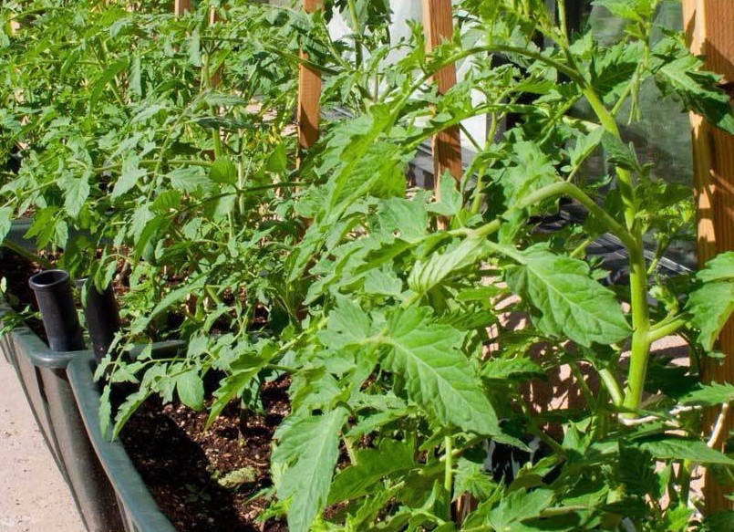 Barlow Jap tomato seeds non-gmo heirloom open pollinated SUPER DELICIOUS 25