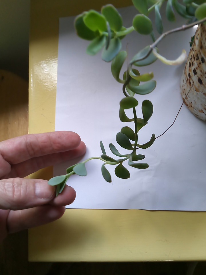 Flapjack Kalanchoe Succulent Paddle LIVE plant Cutting With Air Roots