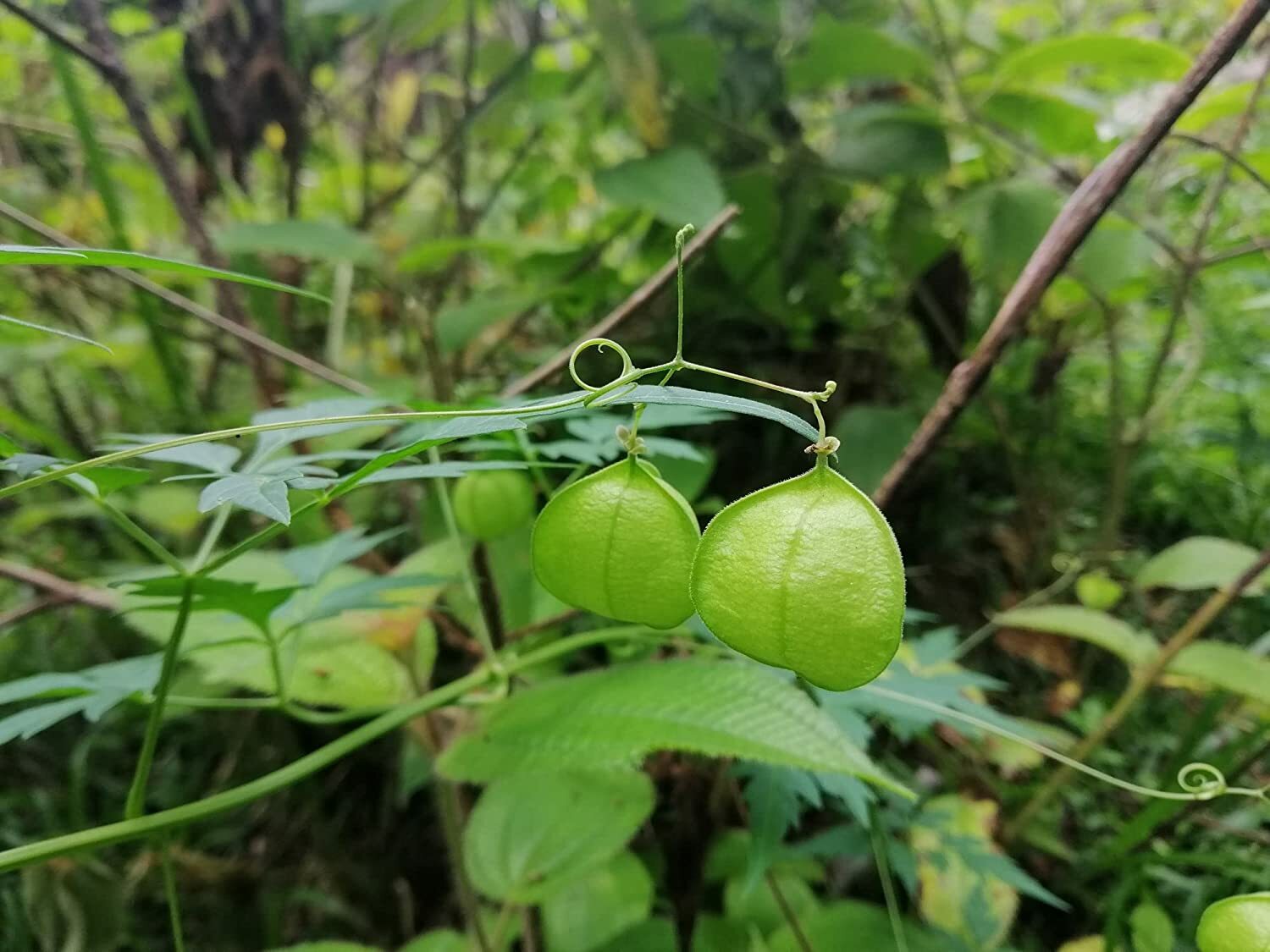 25 Love in The Puff Vine Seeds for Planting Unique Balloon Vine Plants