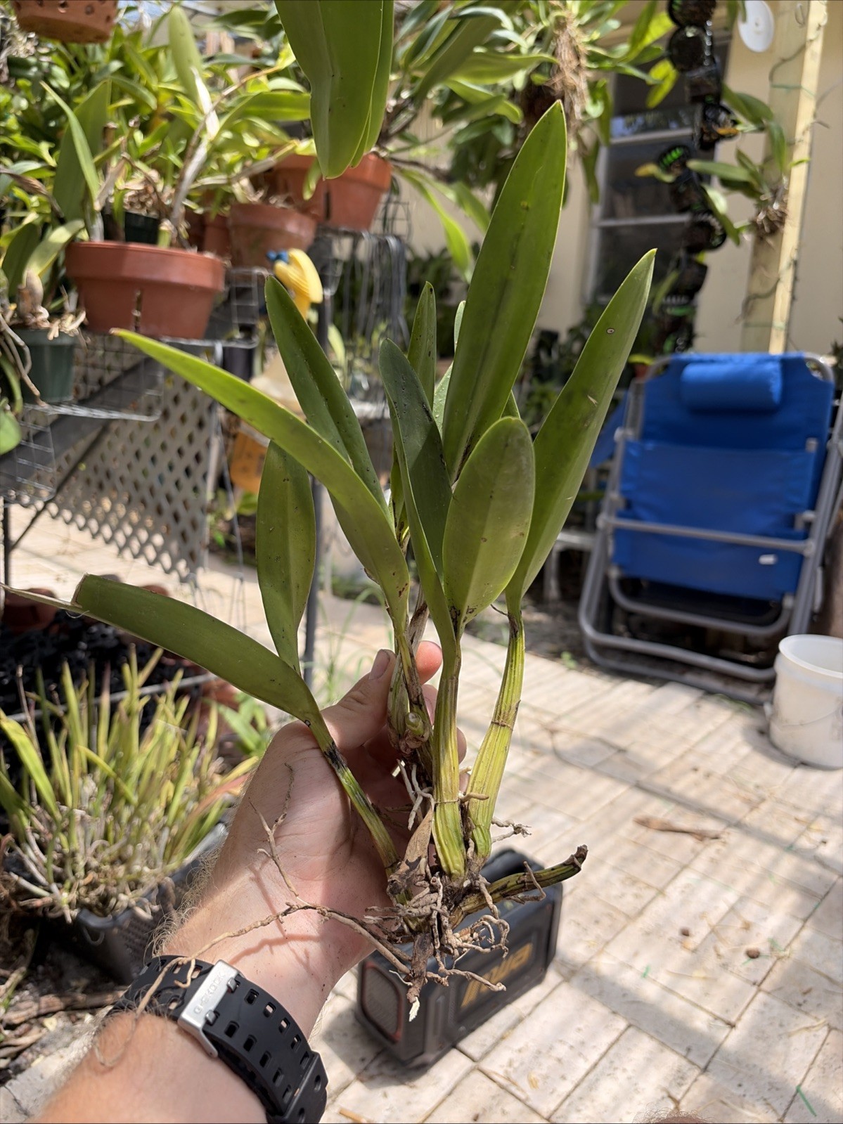 Myrmecophila (Schomburgkia) tibicinis Species Orchid Plant Blooming Size 0709A