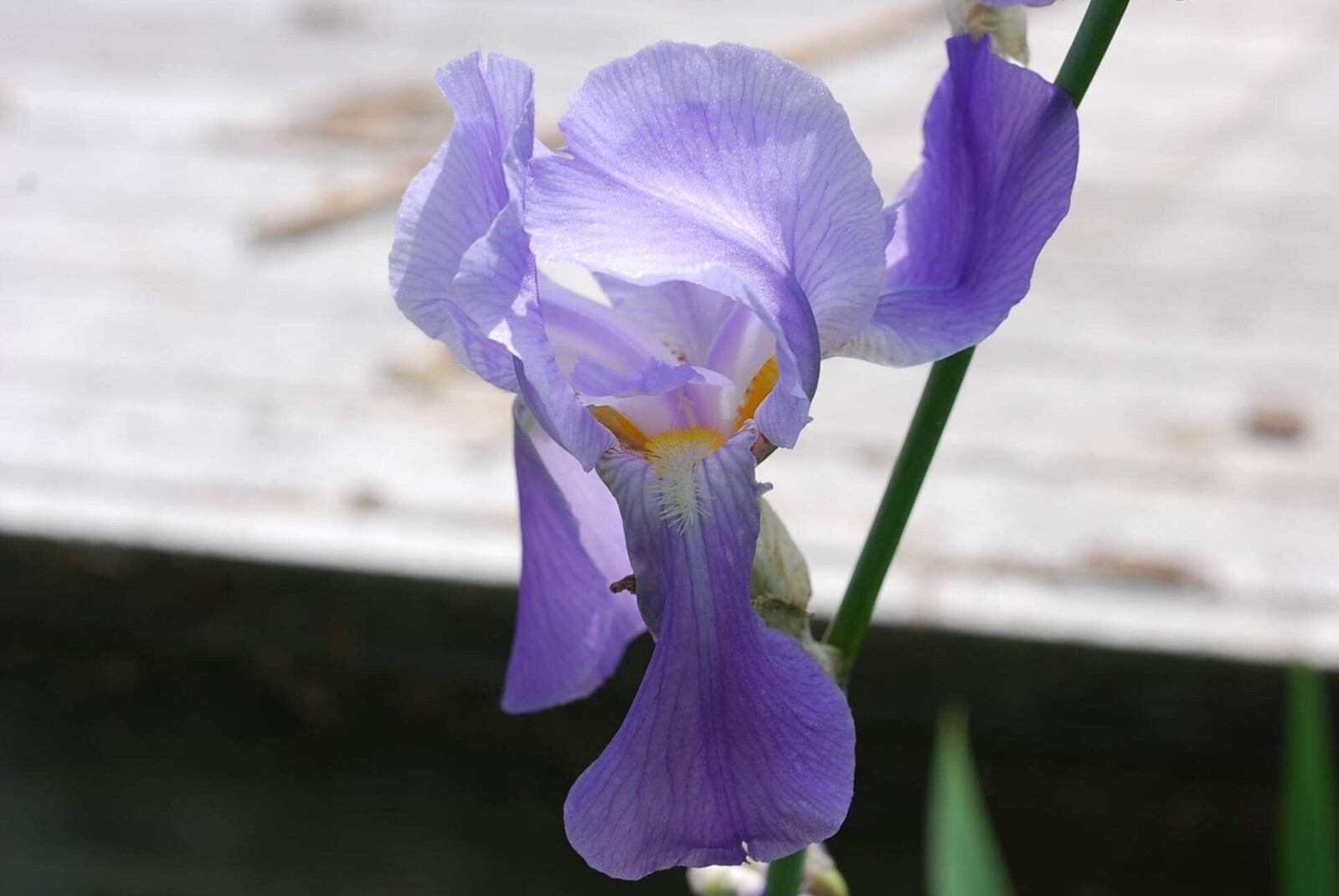 Light purple ,  bearded iris rhizomes, plants, bulbs