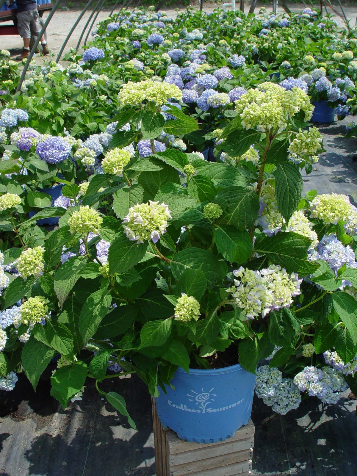 Green Promise Farms Endless Summer Collection – Hydrangea Mac. Endless Summer