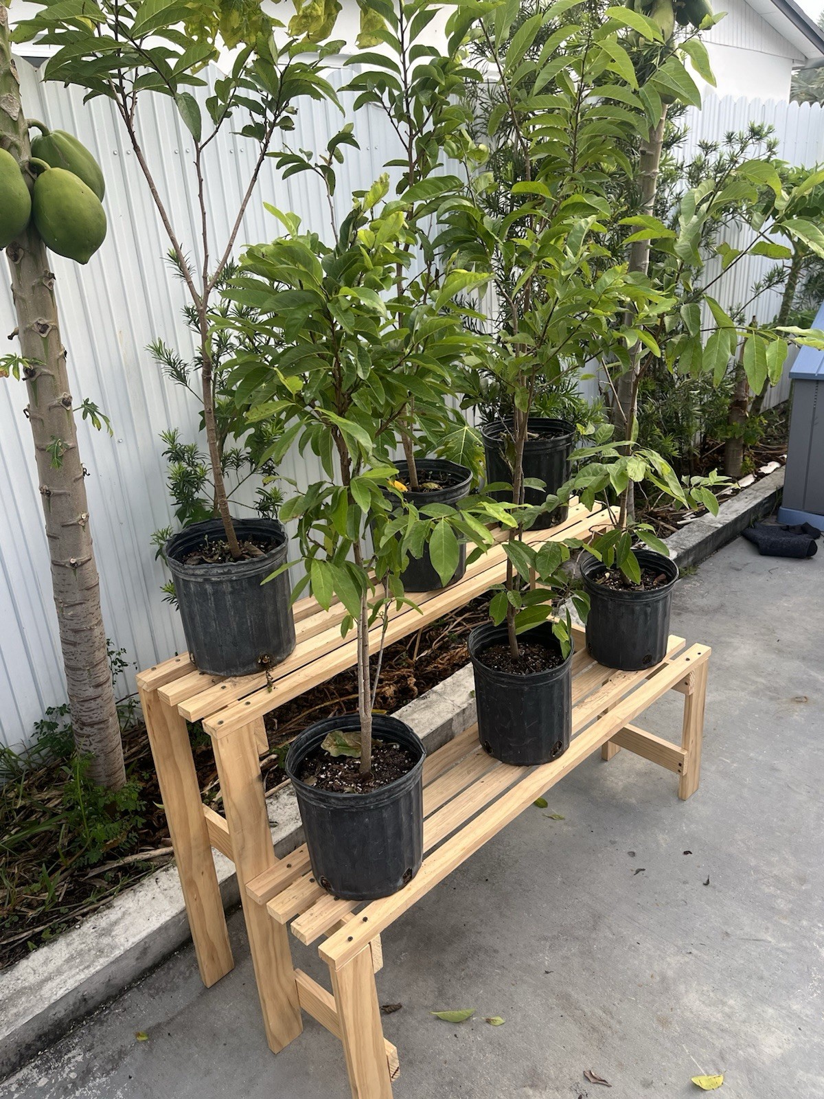 Sugar Apple Trees, 3 gallon