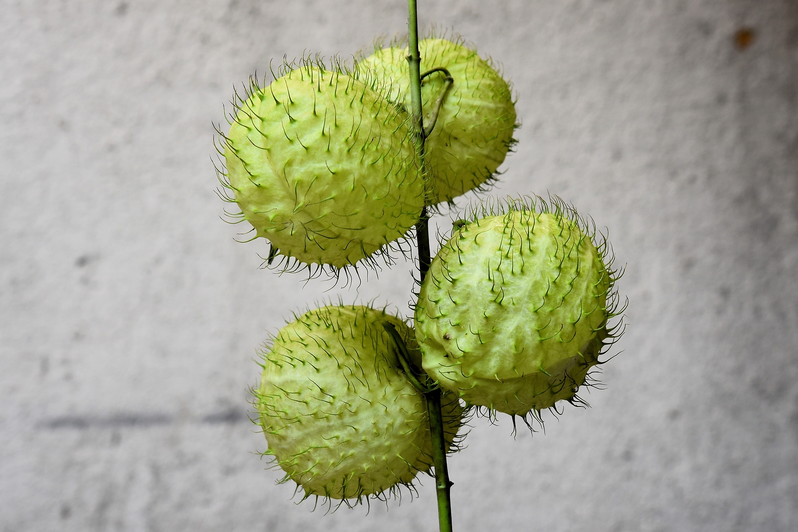 10 BALLOON MILKWEED Hairy Balls Butterfly Weed Asclepias Gomphocarpus Physocarpu