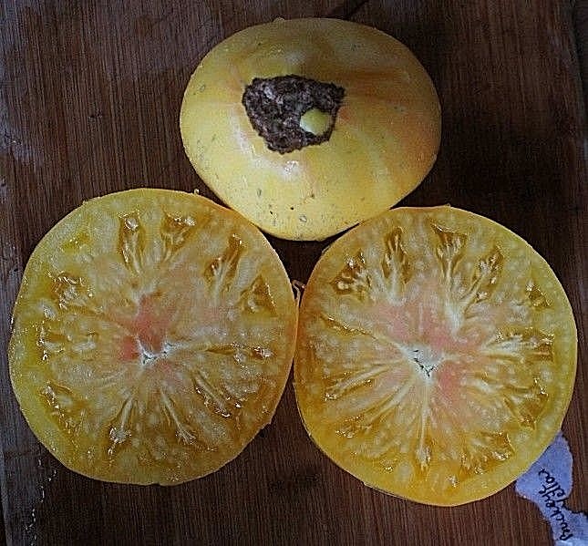 Buckeye Yellow tomato BIG yellow heirloom non-gmo GREAT TASTE YELLOW SALSA!
