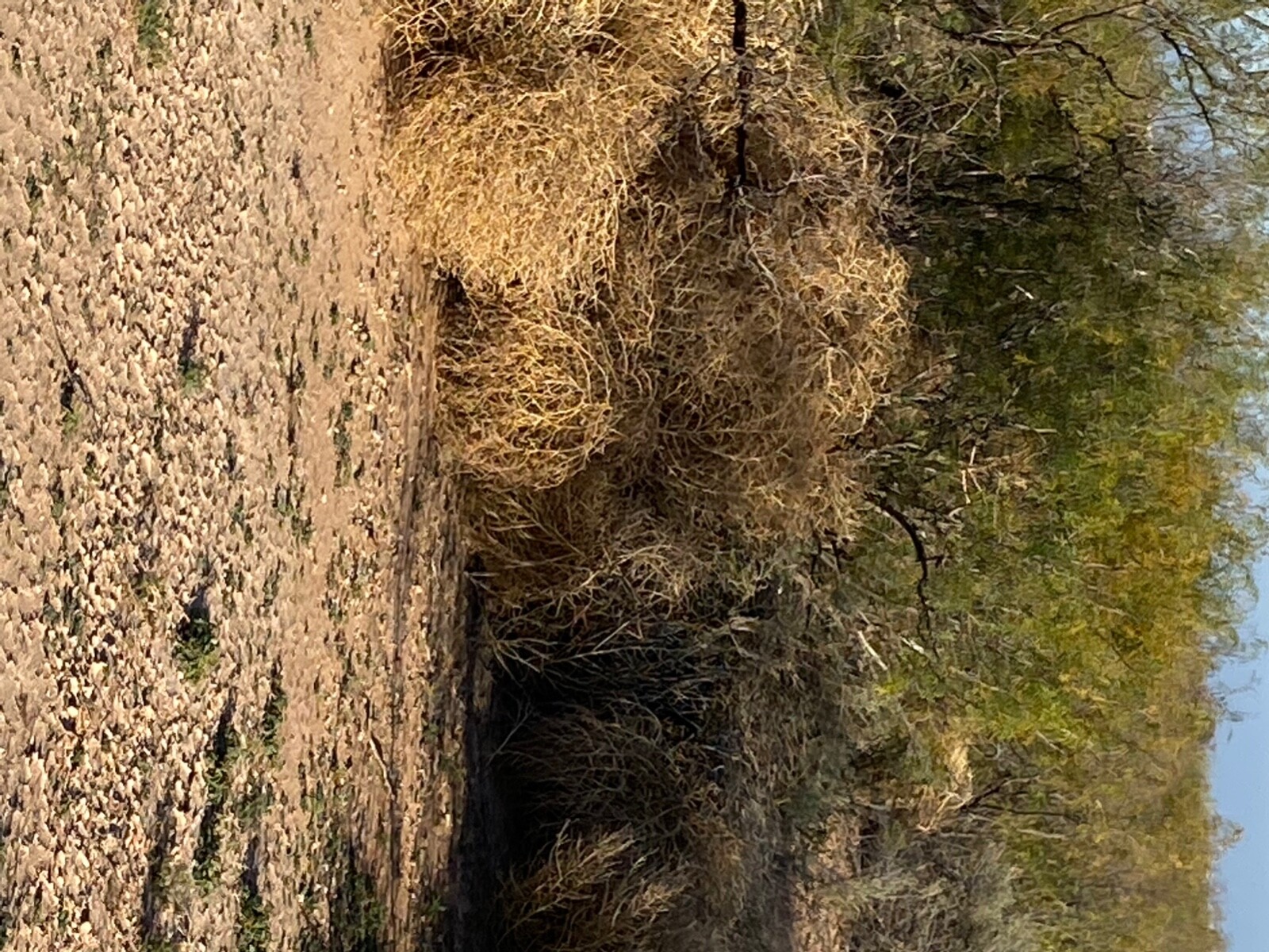 West Texas tumble weeds. Fresh rolled and rounded.