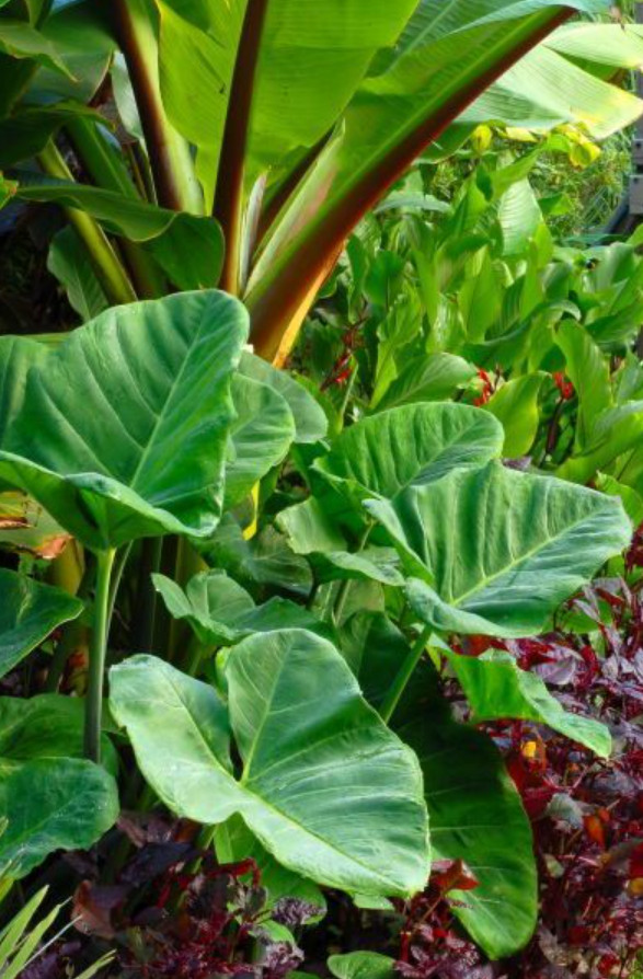 Illustris Colocasia – 1 Live Plant – 3in Pot – Ships Without Pot