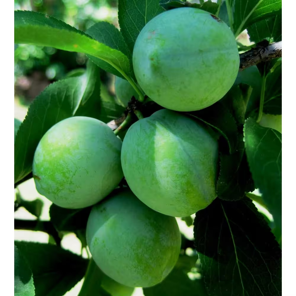 Dwarf Green Gage Plum Tree Bare Root – 3-4 Ft. Tall Rare Green Dessert Plum