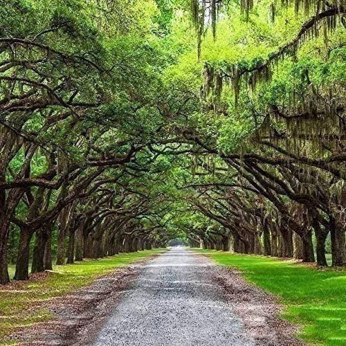 Southern Live Oak Tree | 2 Inch | Quercus virginiana | Low Maintenance | Hardy
